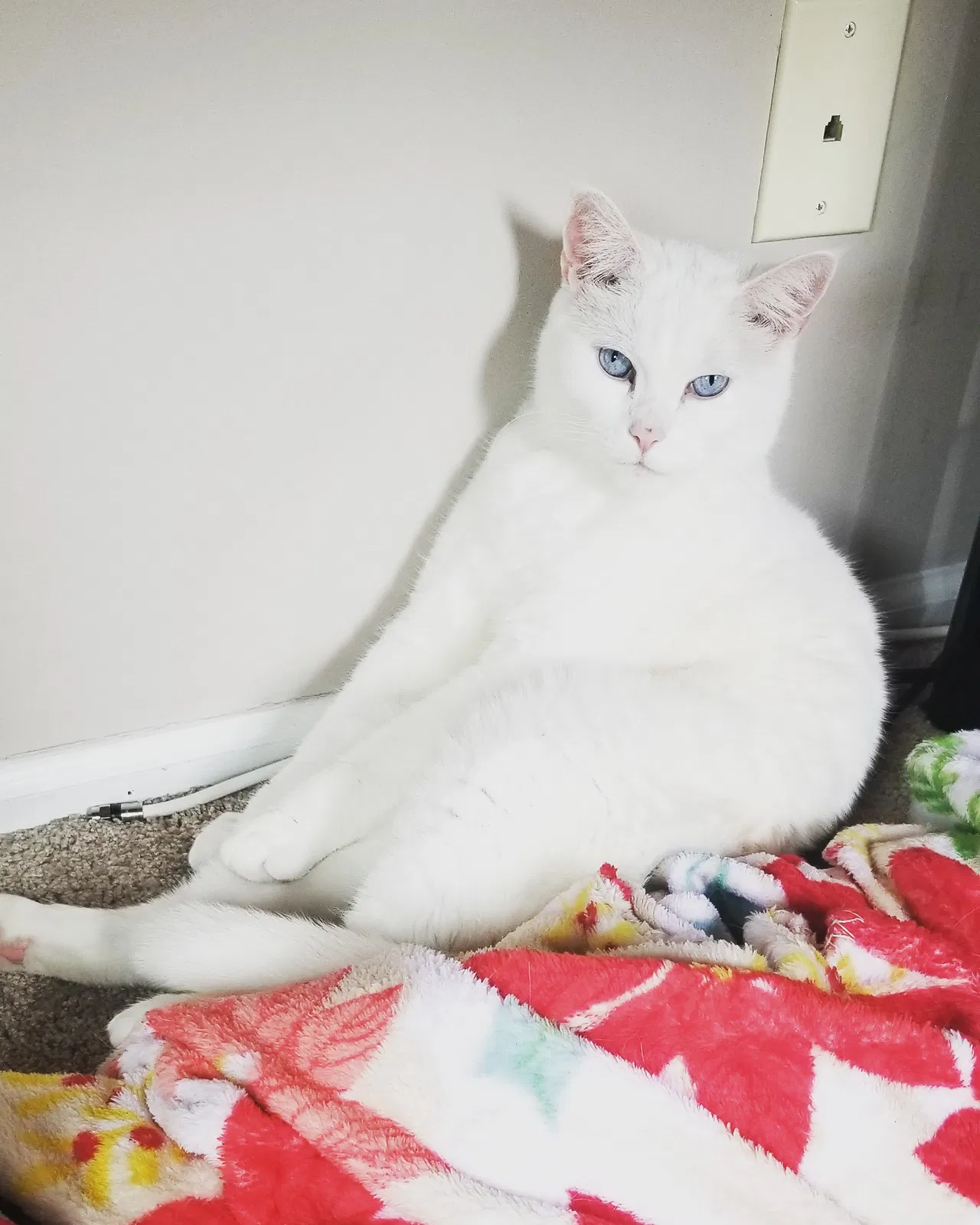 Lost cat in Blackwood, NJ, 8012