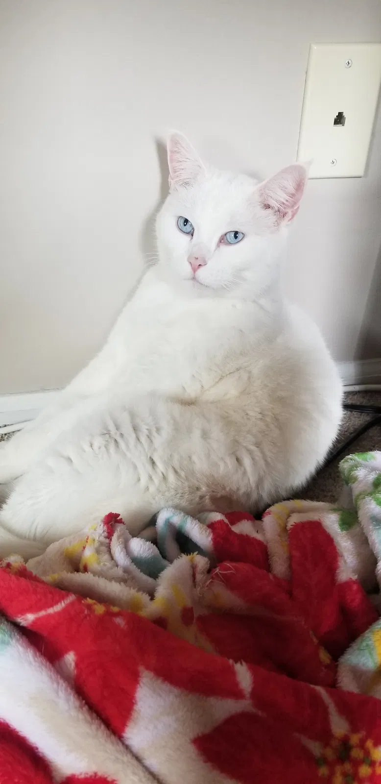 Lost cat in Blackwood, NJ, 8012