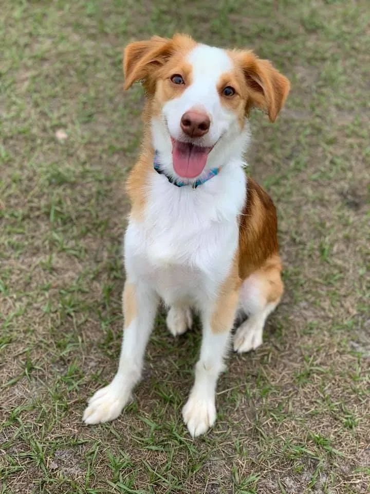 Lost dog in New Port Richey, FL, 34655