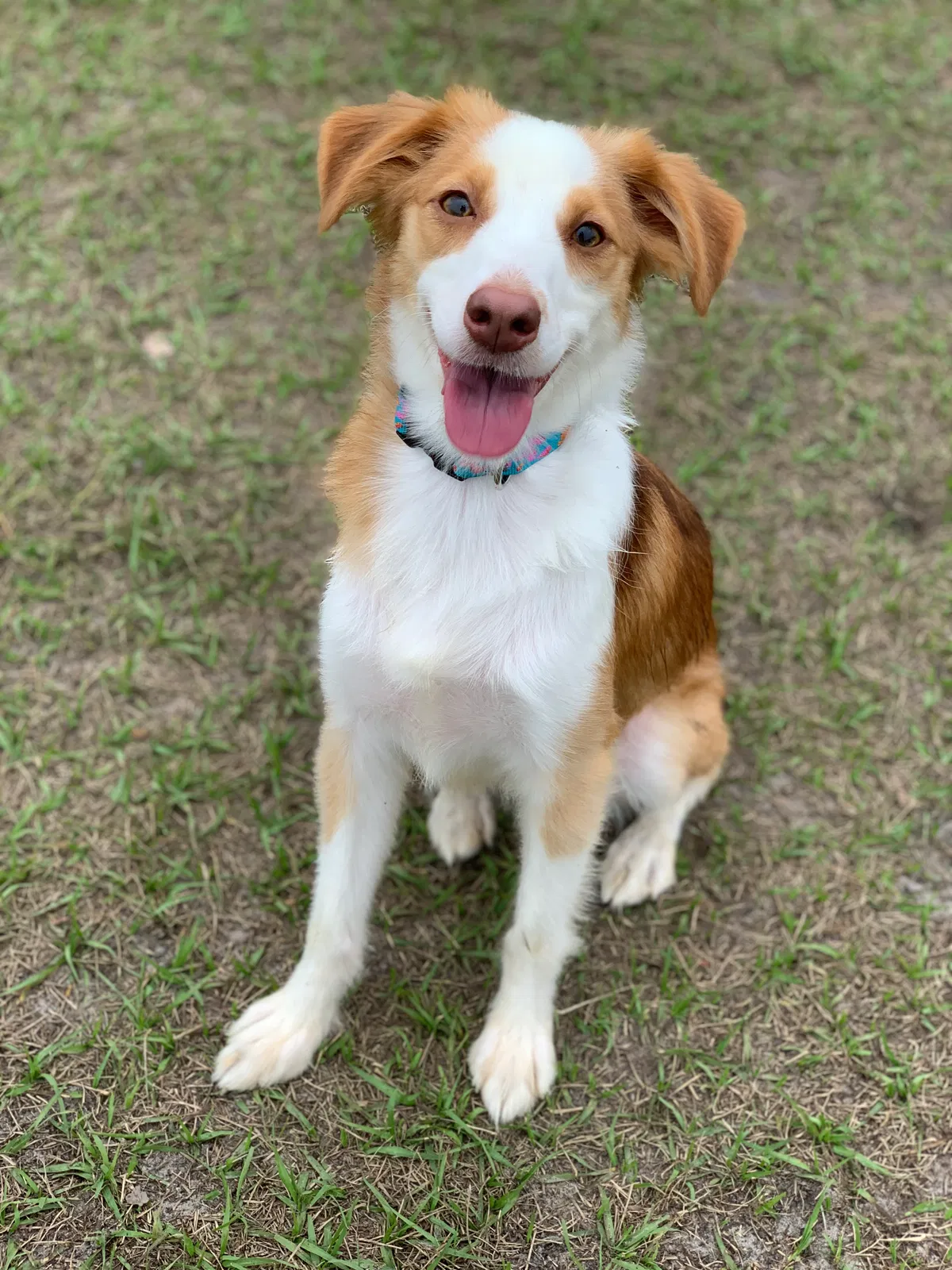 Lost dog in New Port Richey, FL, 34655