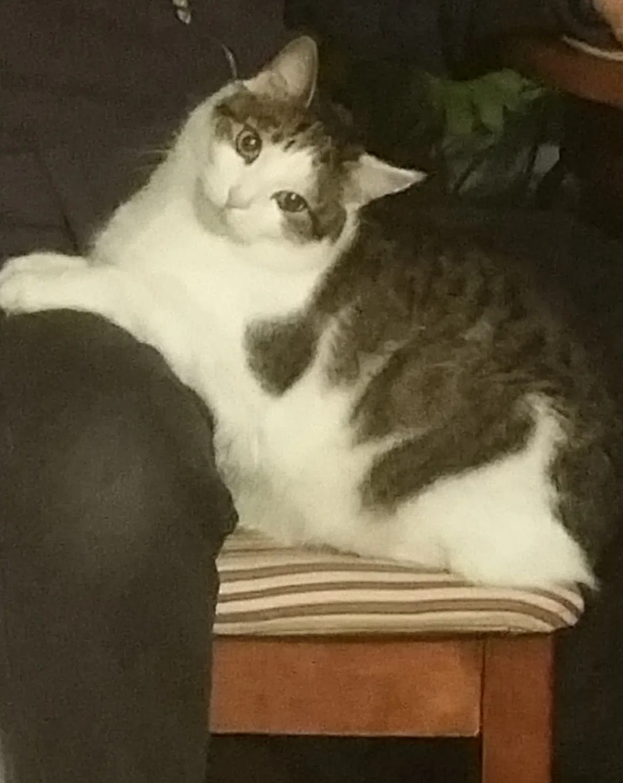 Lost cat in Clifton, VA, 20124