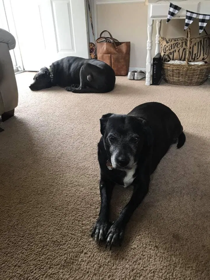Lost dog in Norfolk, VA, 23509