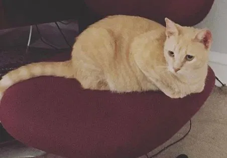 Lost cat in Havertown, PA, 19083