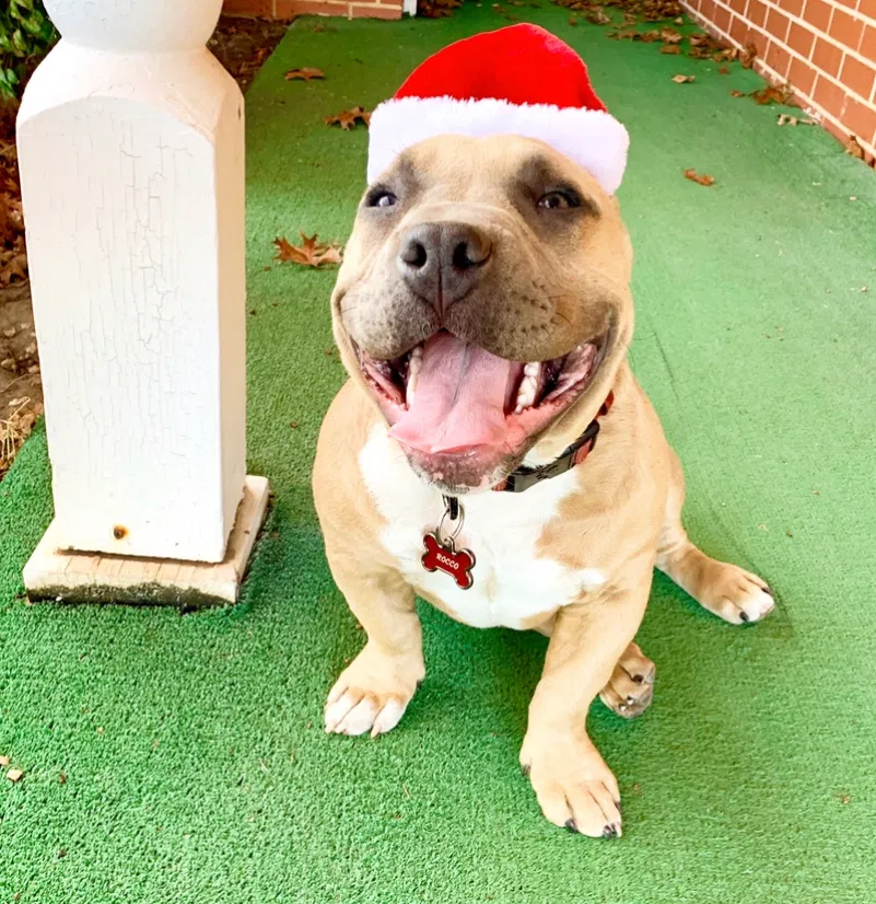 Lost dog in Oklahoma City, OK, 73170