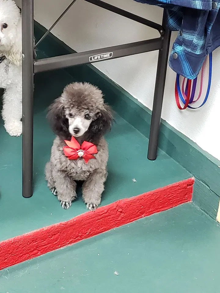 Lost dog in Houston, TX, 77084