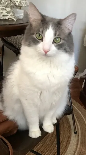 Lost cat in Nashville, TN, 37214