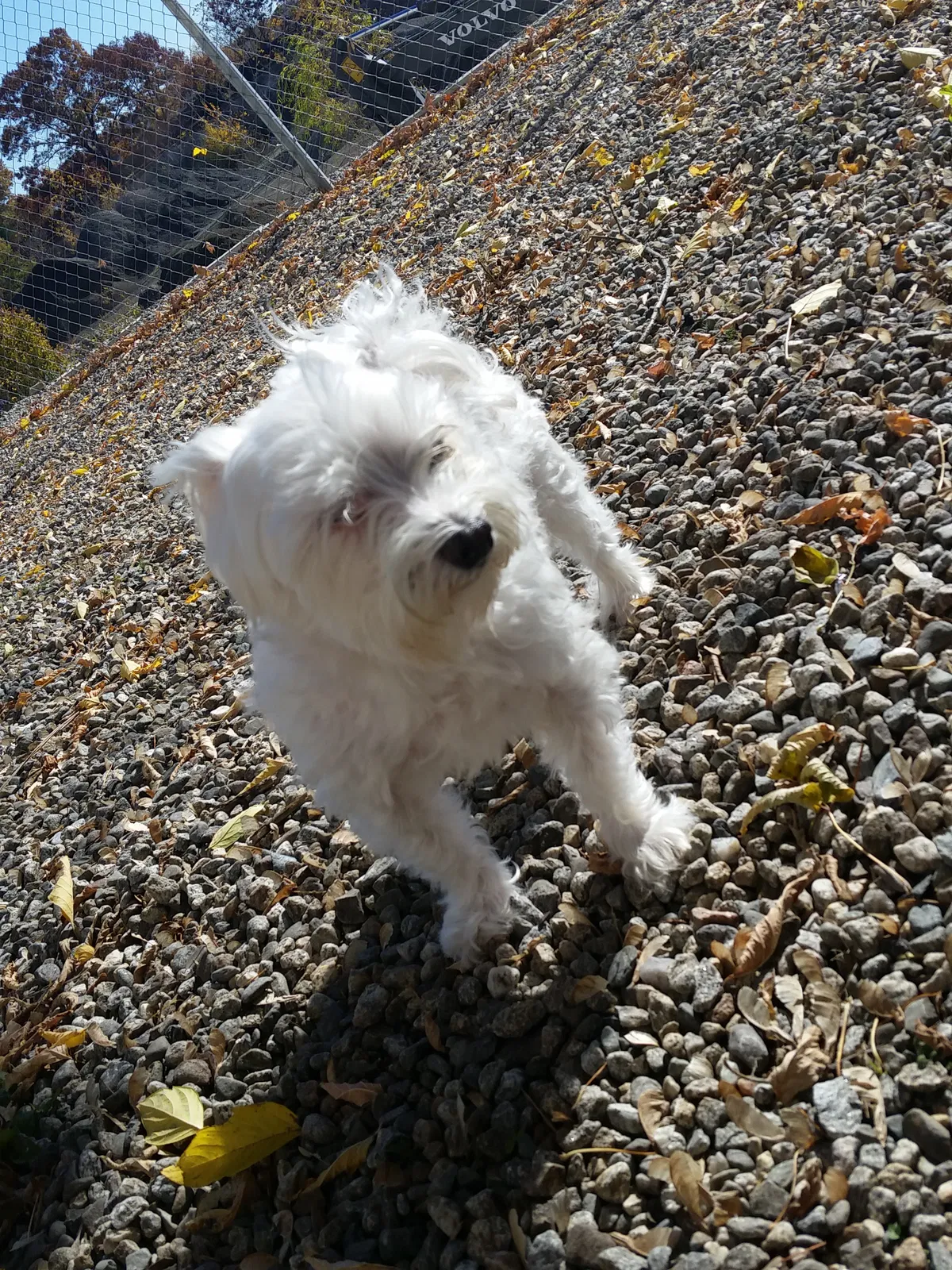 Lost dog in Worcester, MA, 1610