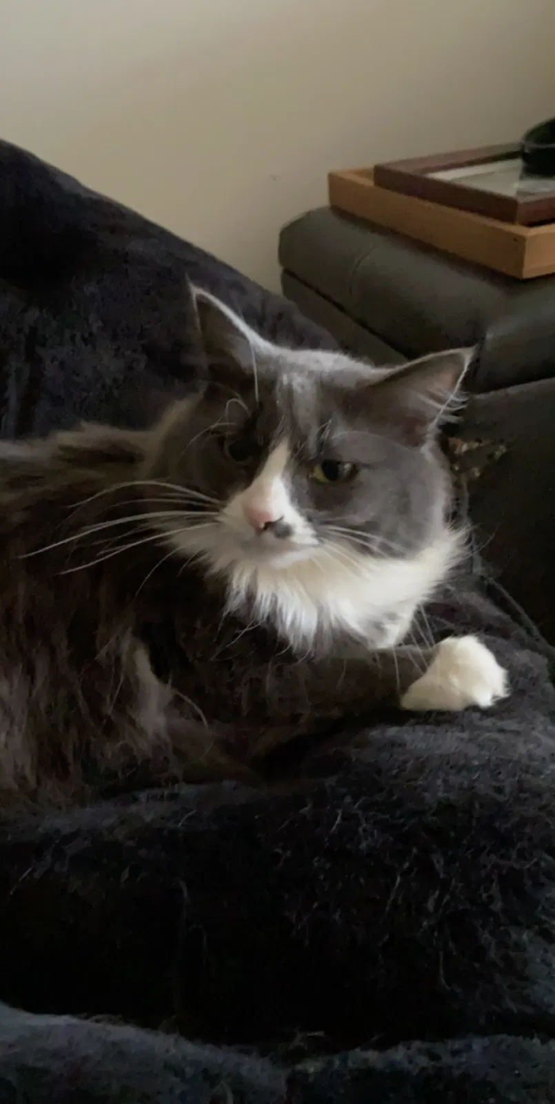 Lost cat in Green Bay, WI, 54303