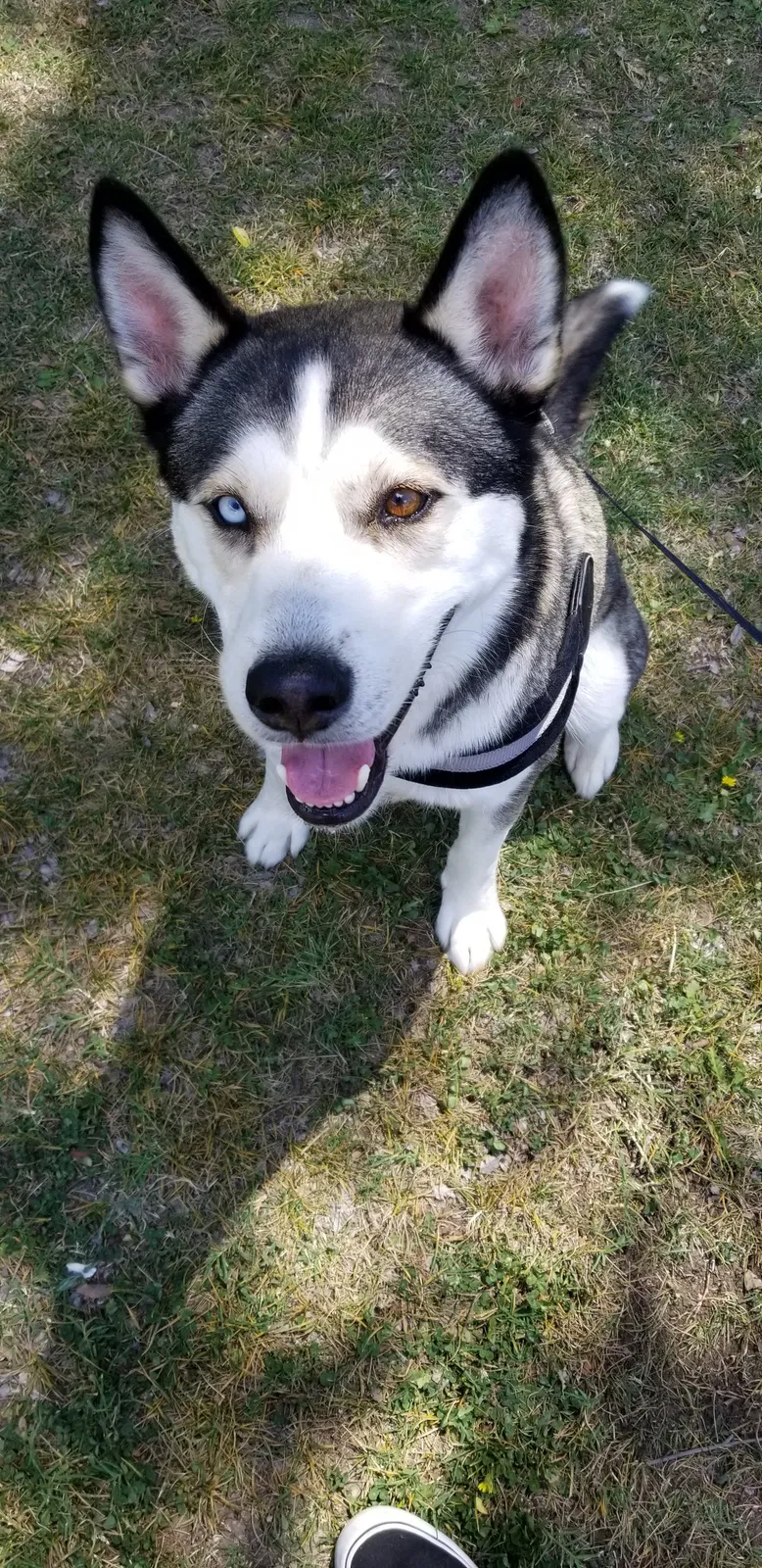 Lost dog in Bakersfield, CA, 93308