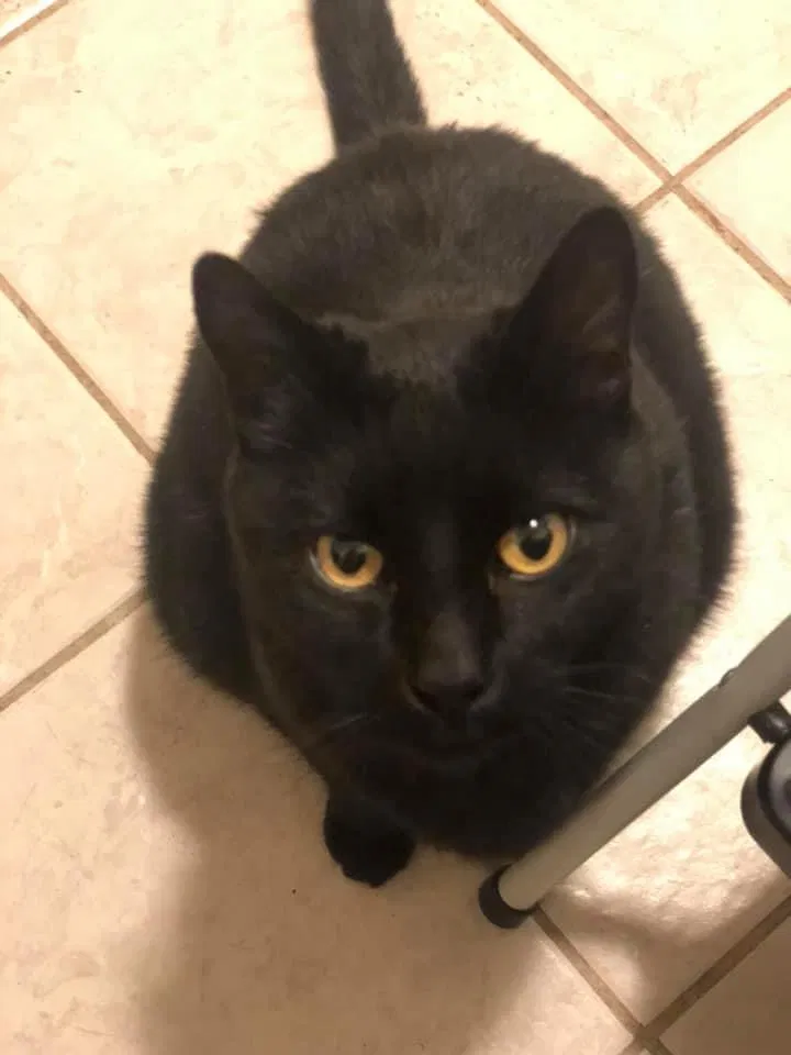 Lost cat in Los Osos, CA, 93402