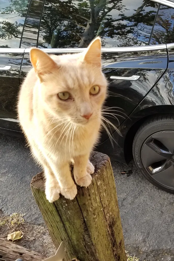 Lost cat in New Port Richey, FL, 34652