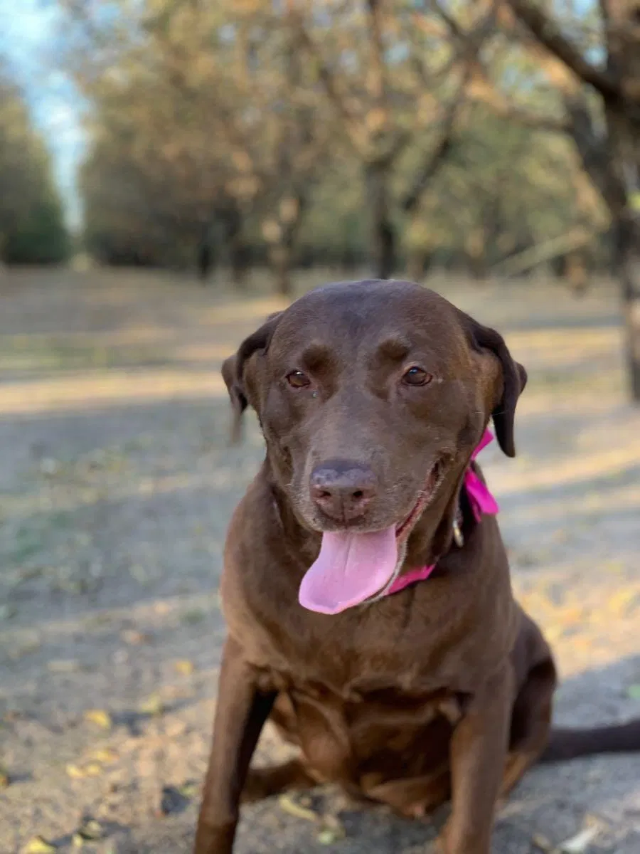 Lost dog in Ripon, CA, 95366