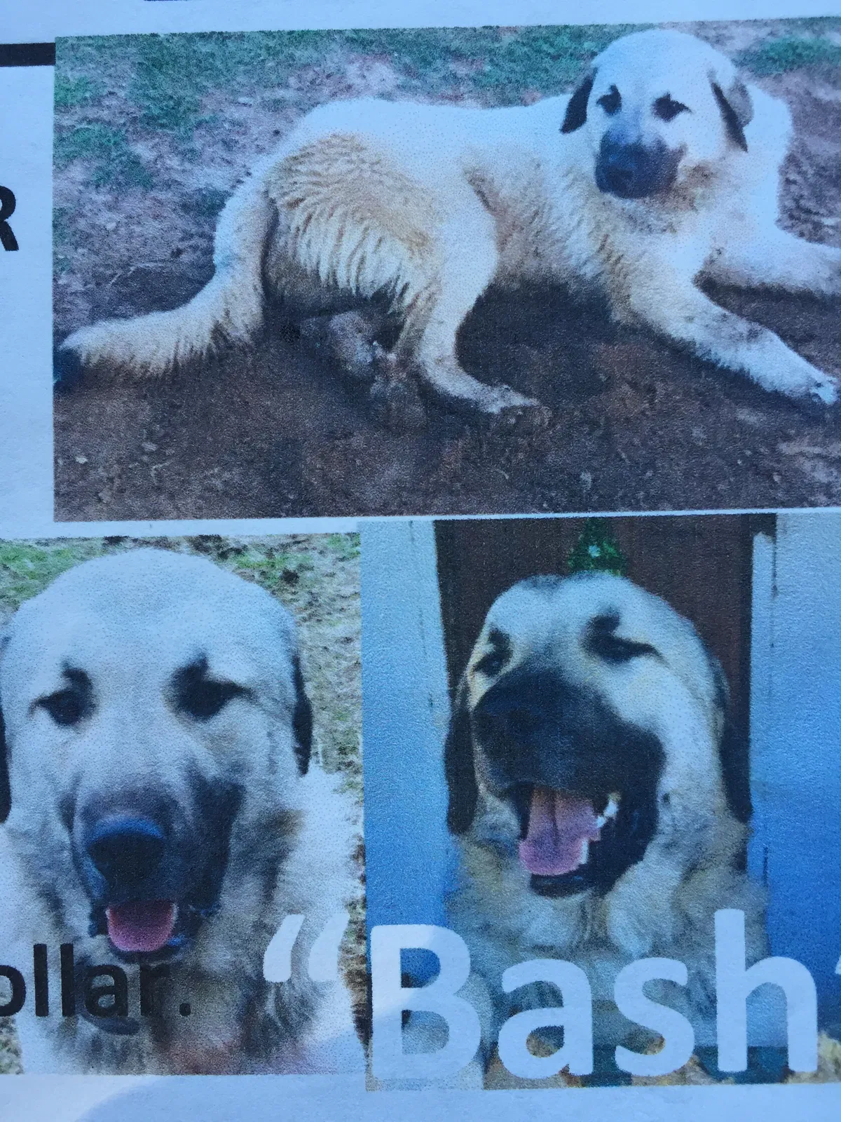 Lost dog in Jacksonville, TX, 75766