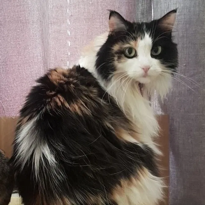 Lost cat in Alexandria, VA, 22309