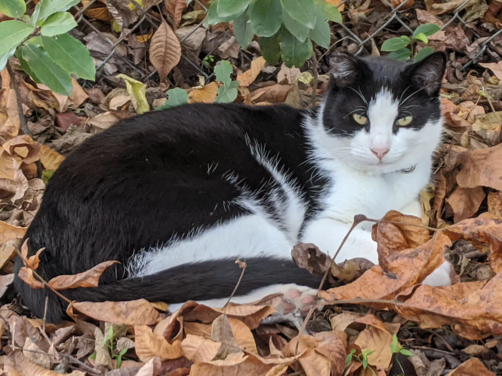 Lost cat in West Columbia, SC, 29169