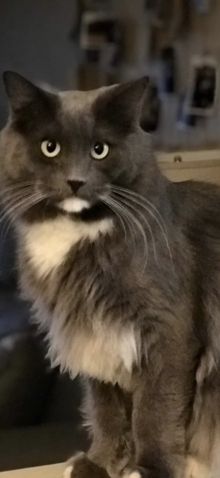 Lost cat in Colorado Springs, CO, 80920