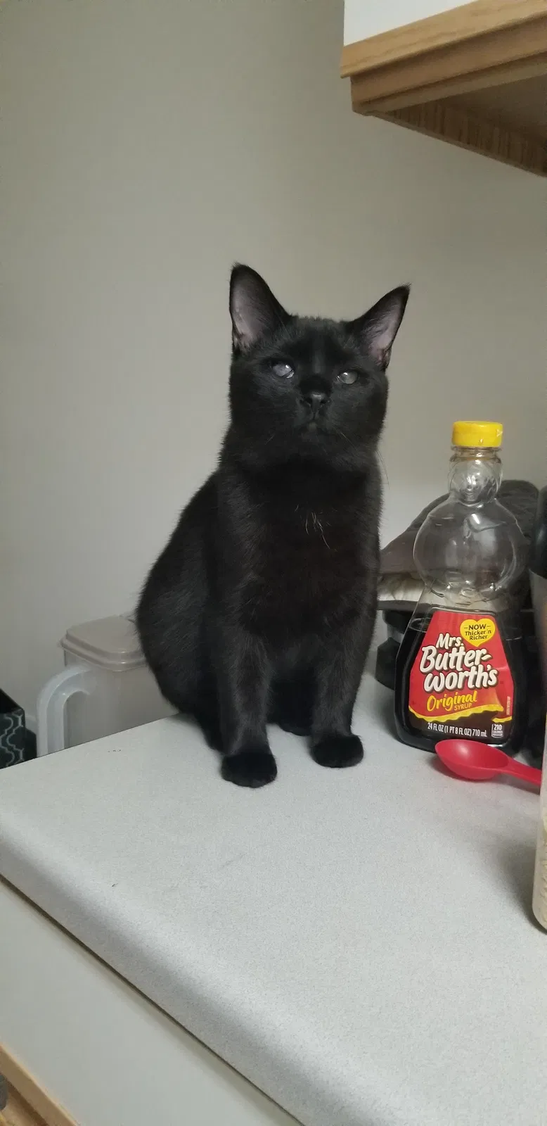 Lost cat in Dublin, OH, 43016