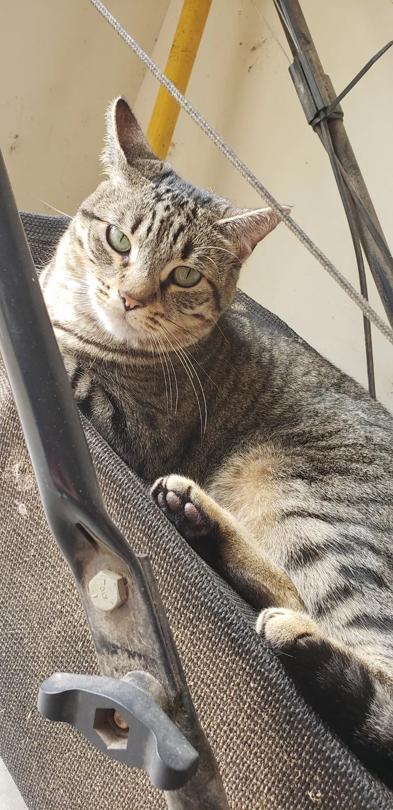 Lost cat in Katy, TX, 77449