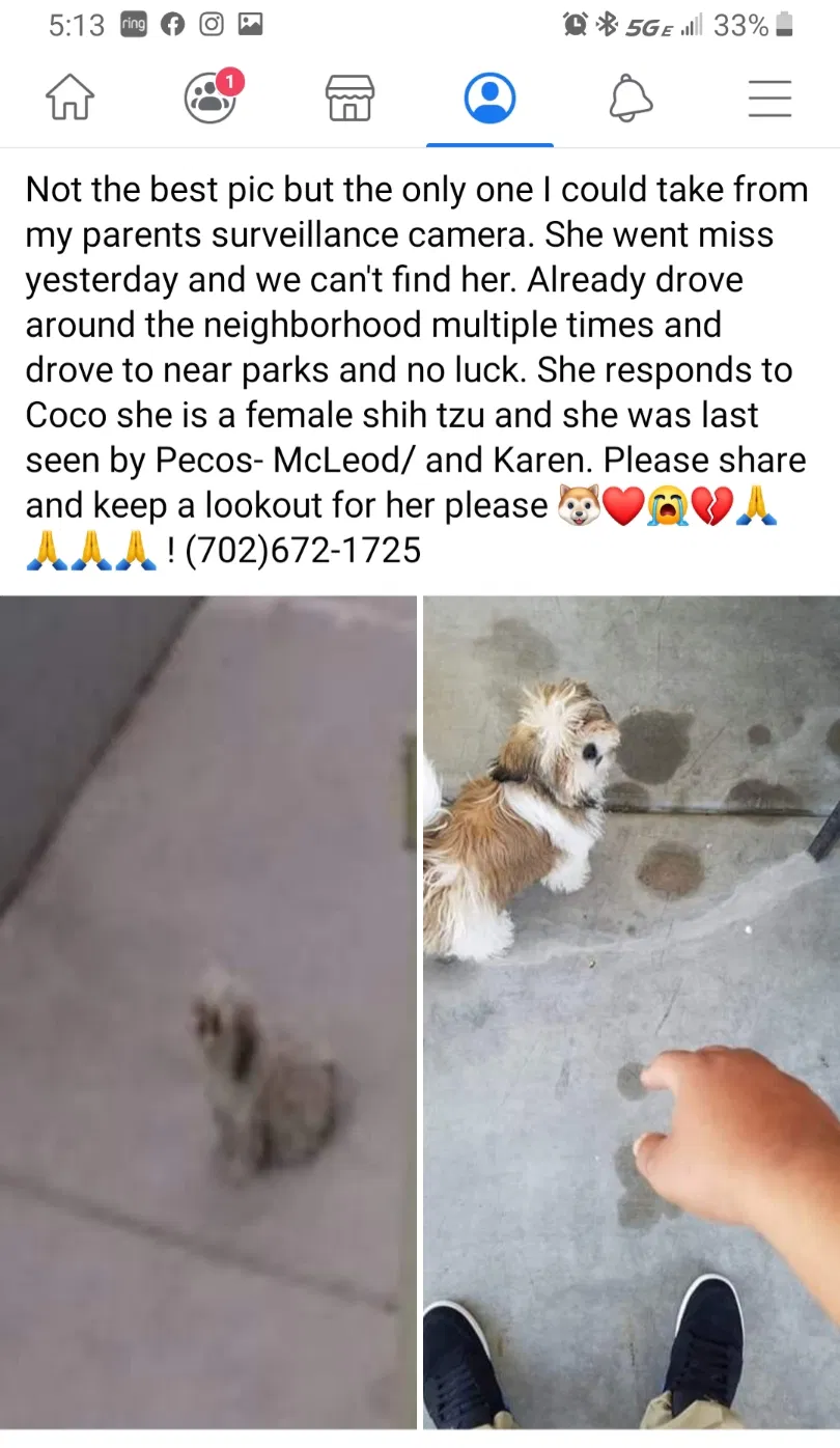 Lost dog in North Las Vegas, NV, 89032