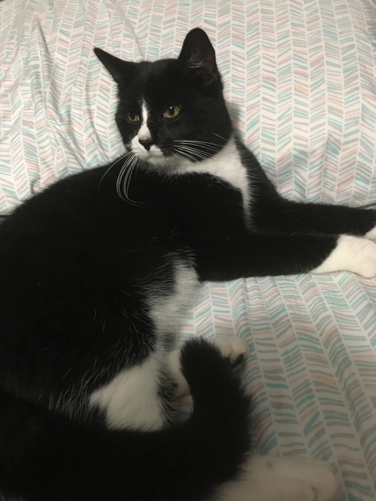 Lost cat in Denham Springs, LA, 70706