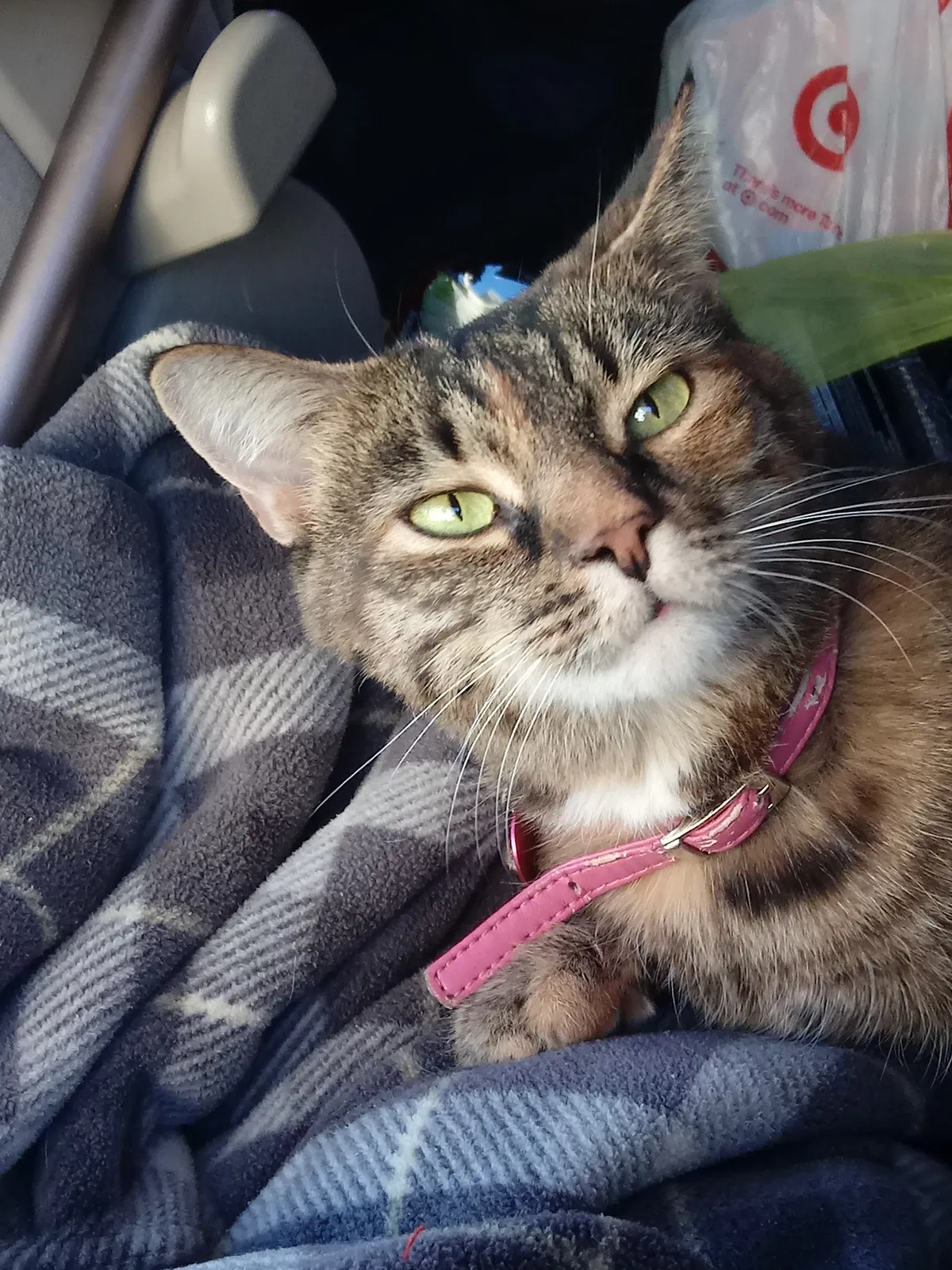 Lost cat in Manassas, VA, 20109
