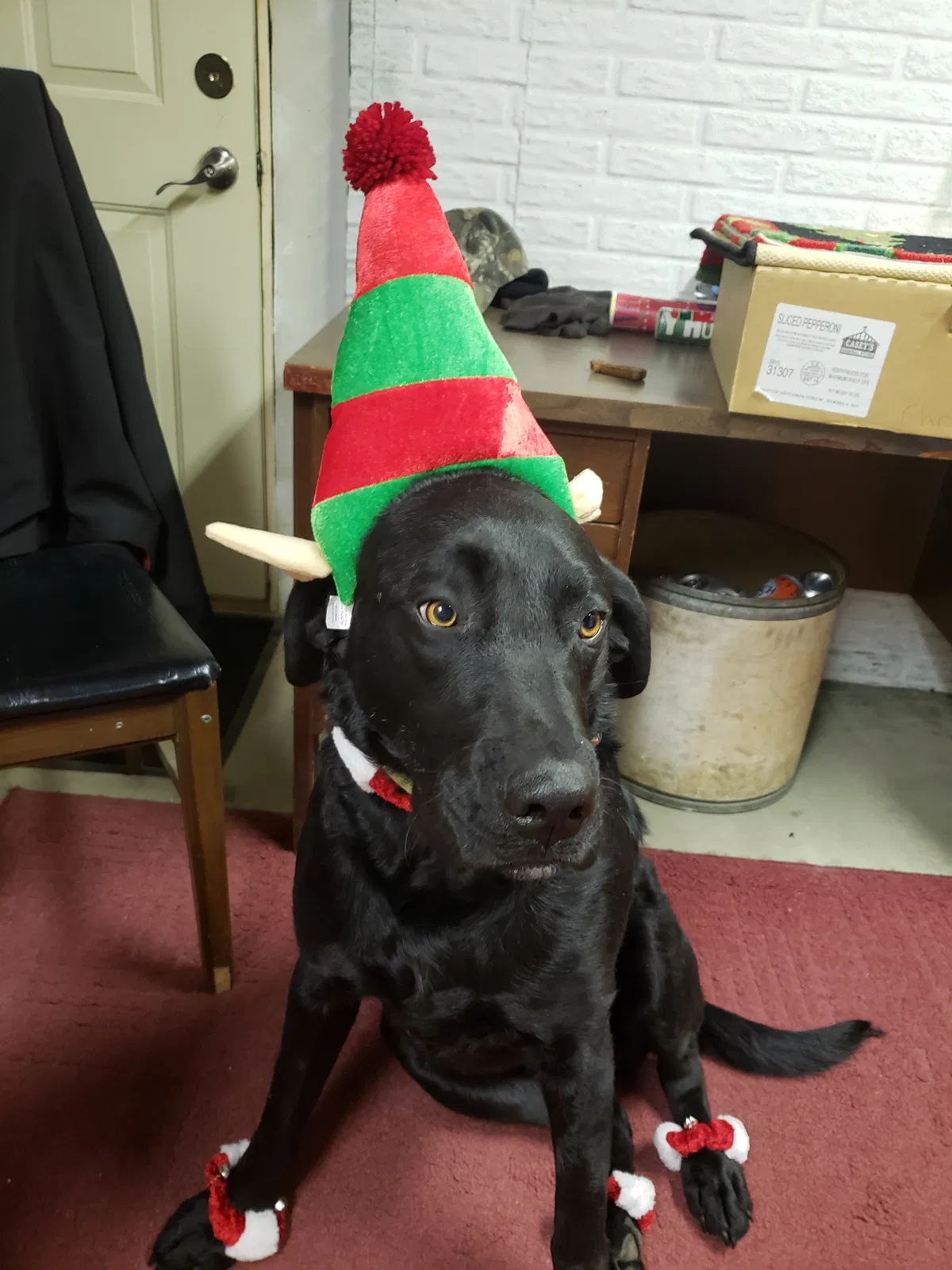 Lost dog in Rowley, IA, 52329