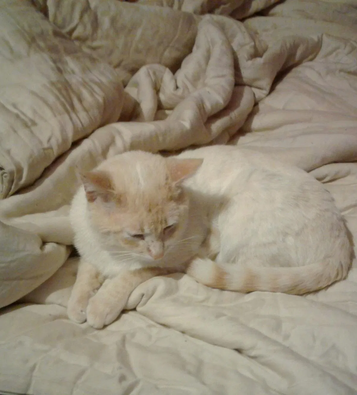Lost cat in Isanti, MN, 55040