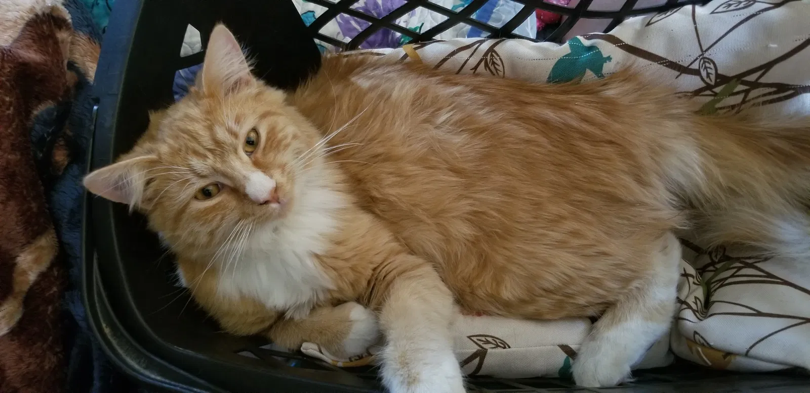 Lost cat in Grand Junction, CO, 81501