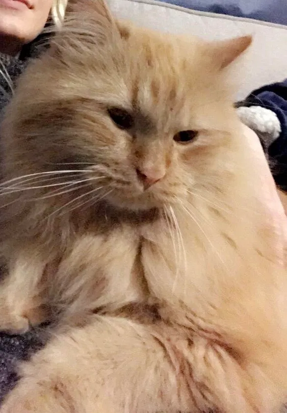 Lost cat in Minneapolis, MN, 55430