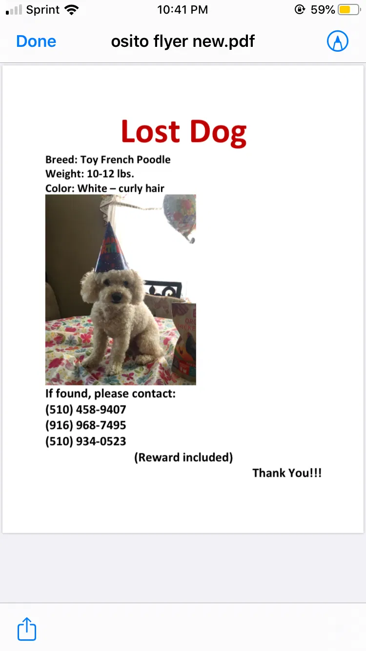 Lost dog in Oakland, CA, 94606