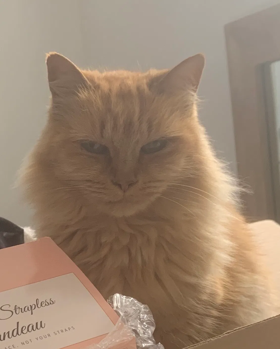 Lost cat in New Orleans, LA, 70122