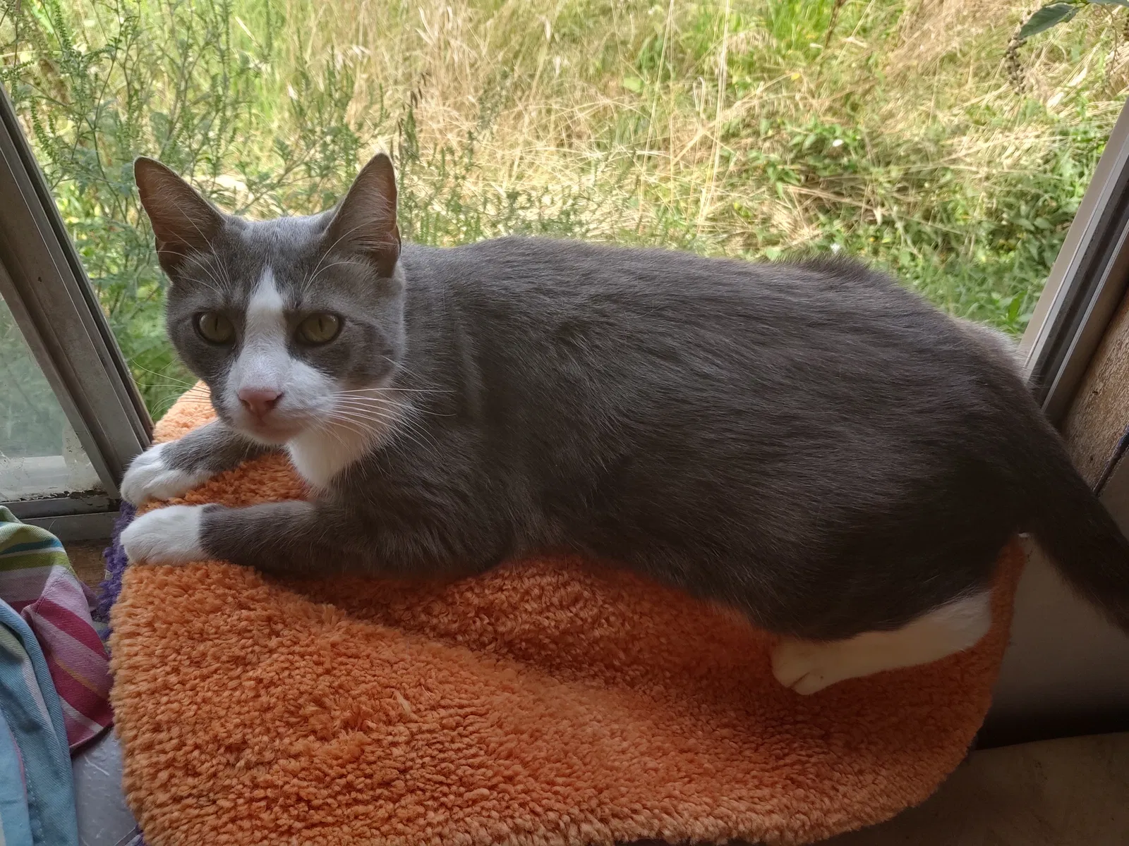 Lost cat in Newville, PA, 17241