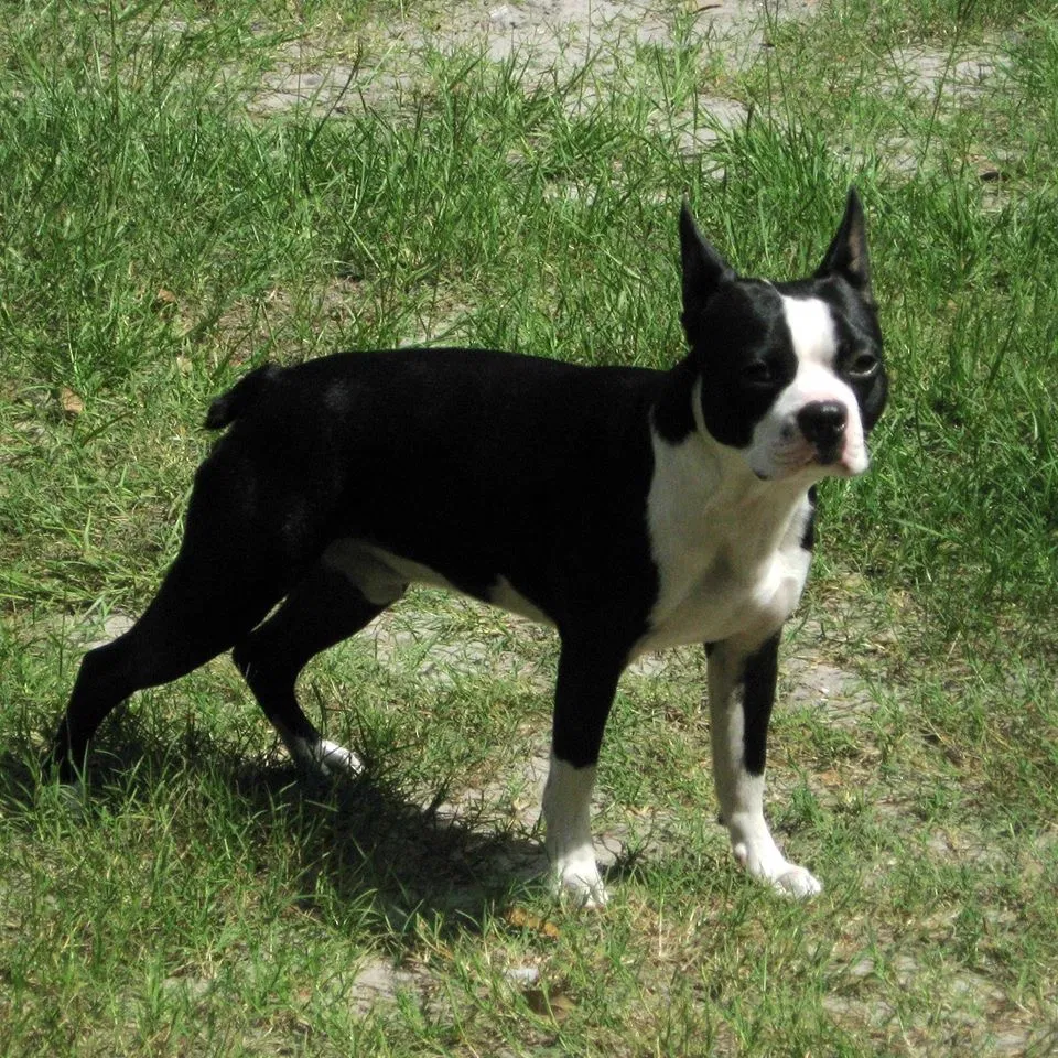 Lost dog in Gadsden, AL, 35901