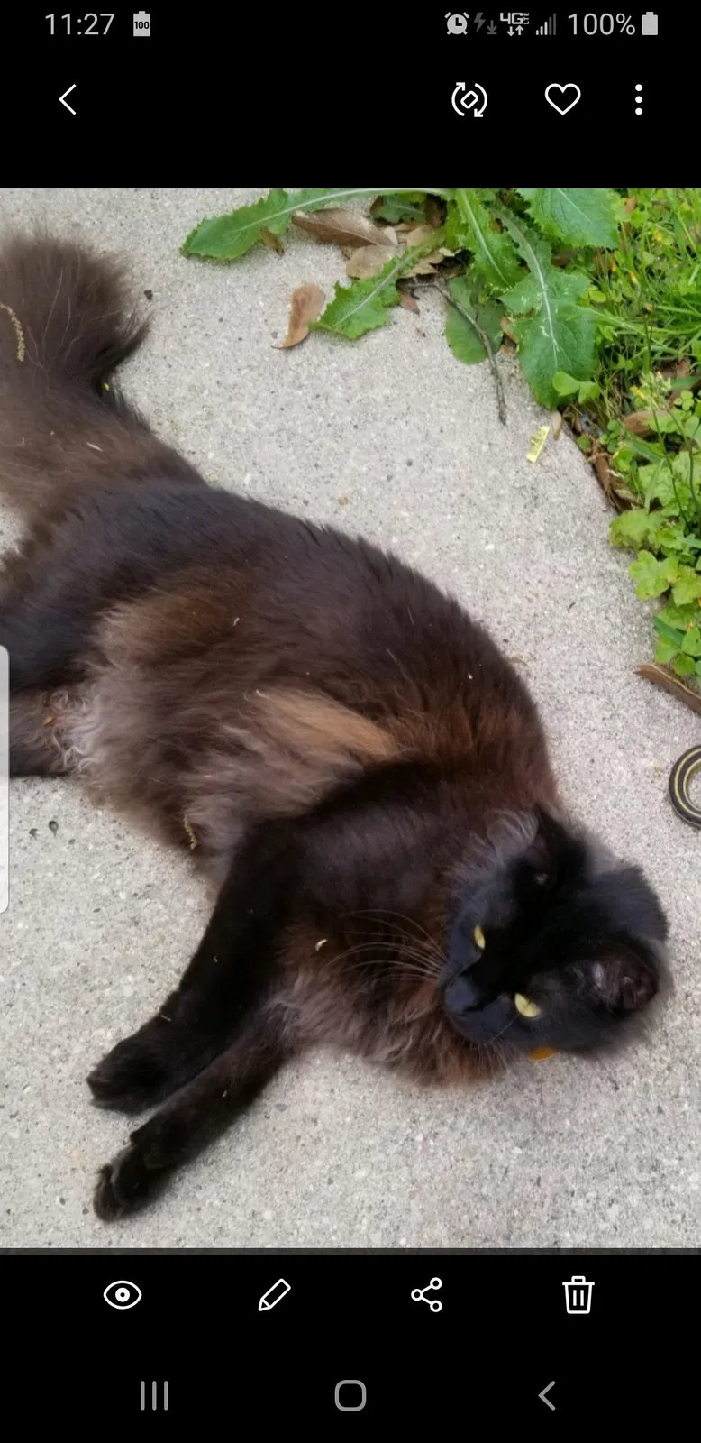 Lost cat in New Orleans, LA, 70123