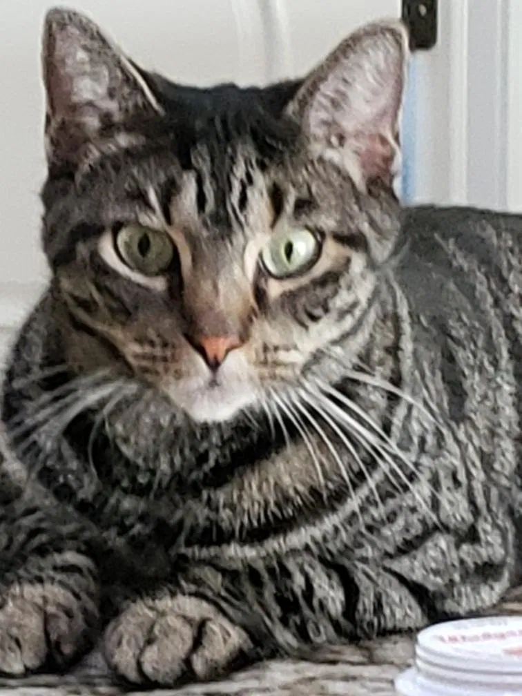 Lost cat in New Port Richey, FL, 34655