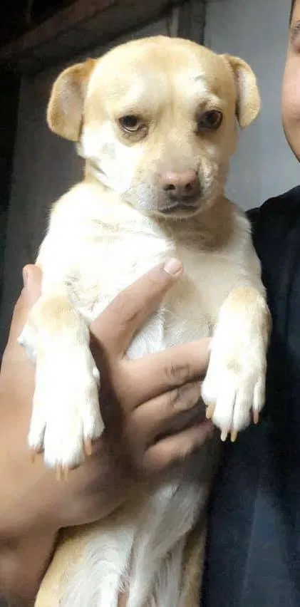 Lost dog in El Paso, TX, 79915