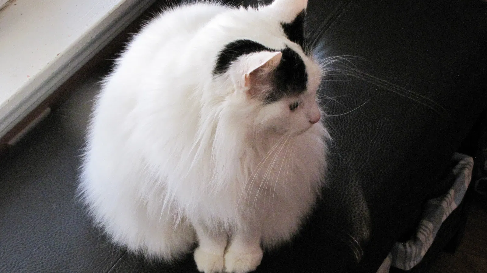 Lost cat in Kennesaw, GA, 30144