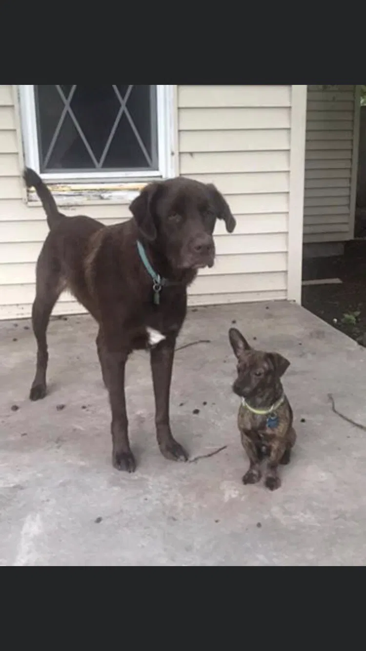 Lost dog in Mcalester, OK, 74501