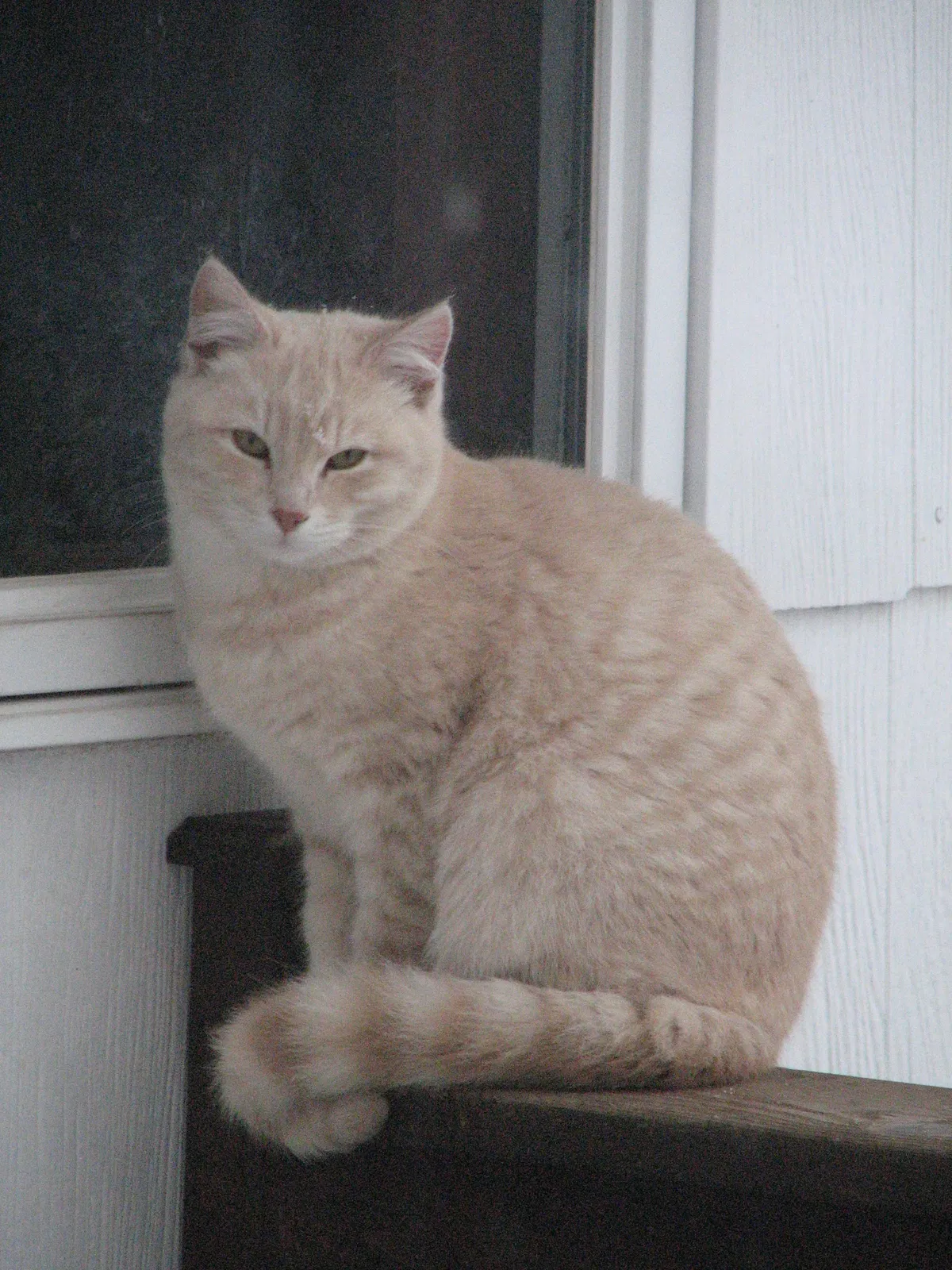 Lost cat in Saint Joseph, MN, 56374