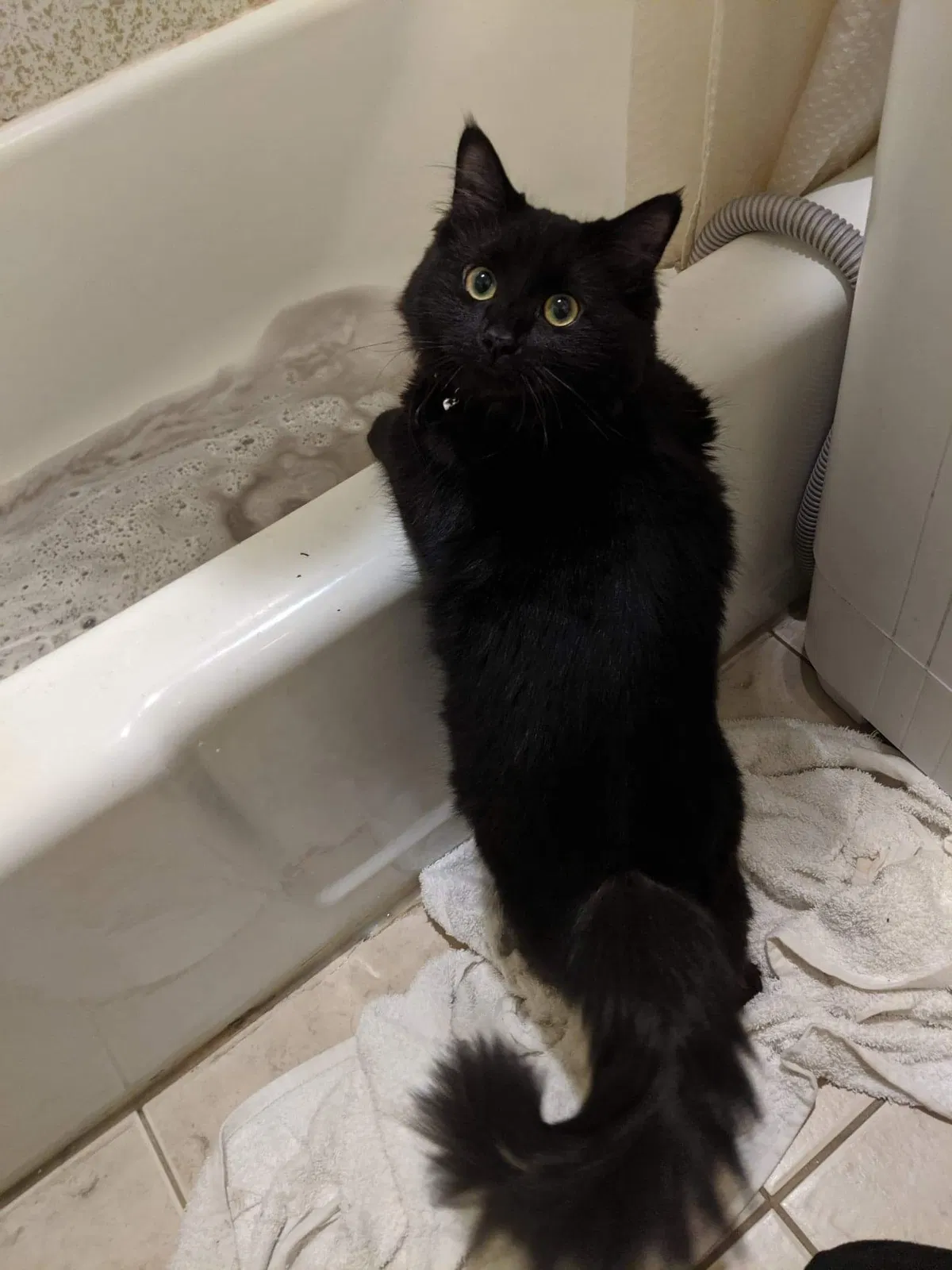 Lost cat in Reno, NV, 89502