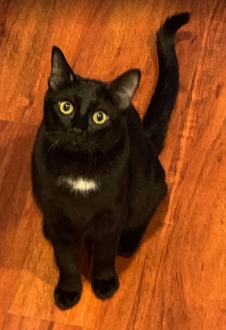 Lost cat in Lakewood, WA, 98498