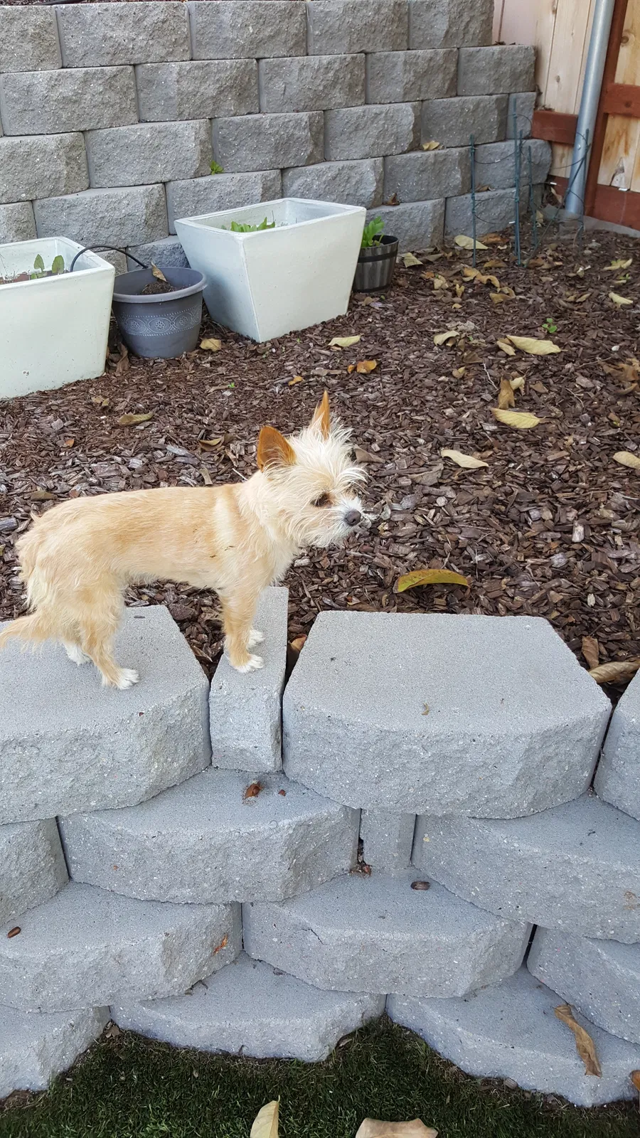 Lost dog in San Diego, CA, 92115