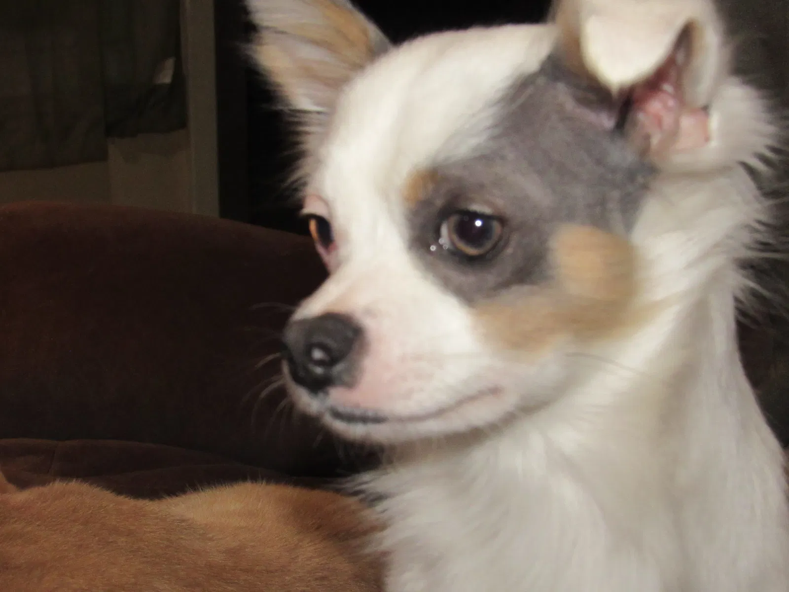 Lost dog in Fort Worth, TX, 76112