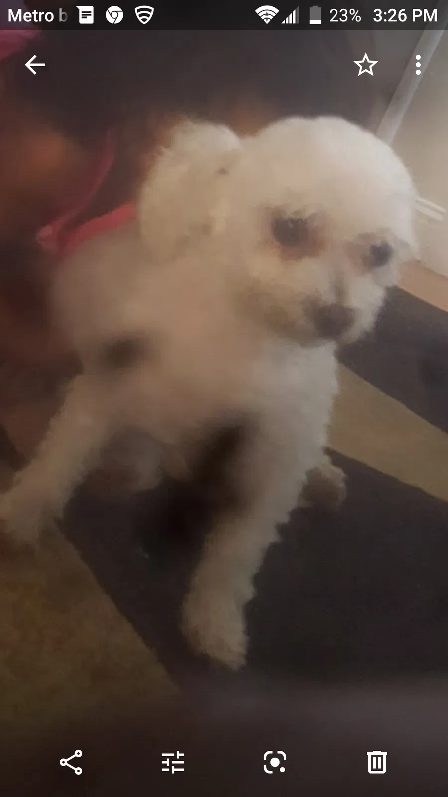 Lost dog in Sacramento, CA, 95823