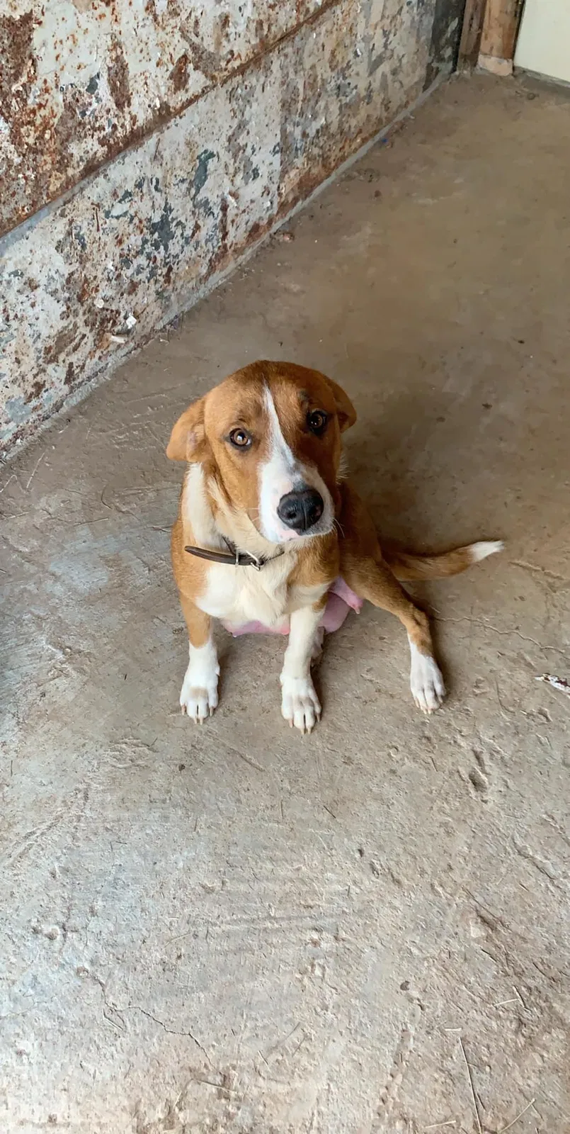 Lost dog in Fountain Inn, SC, 29644