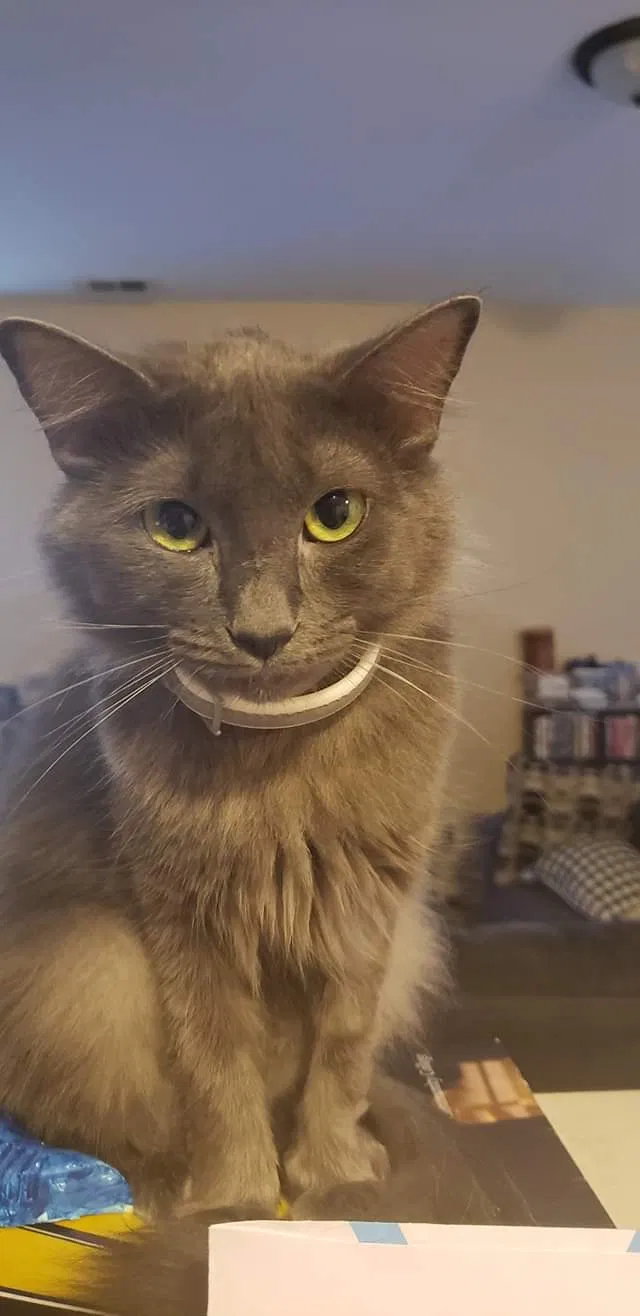 Lost cat in Cameron, NC, 28326