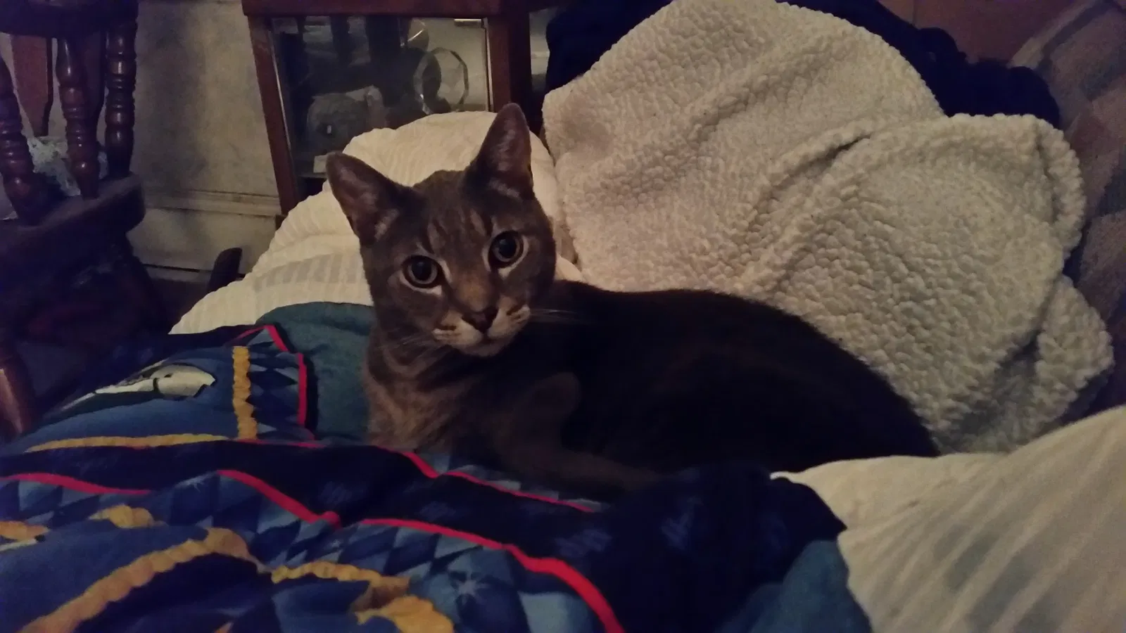 Lost cat in Philadelphia, PA, 19124