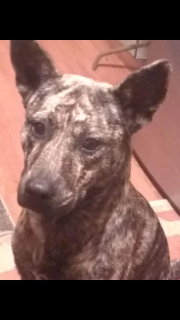 Lost dog in Harrison, AR, 72601