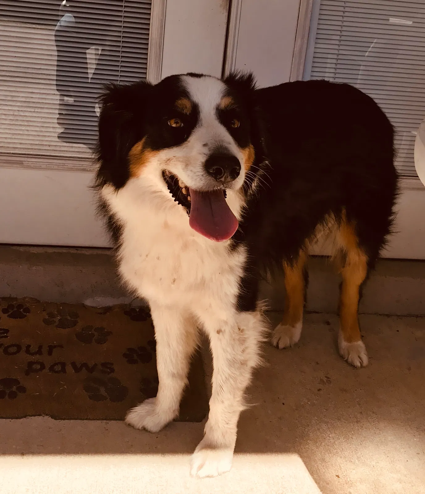 Found dog in Dover, FL, 33527
