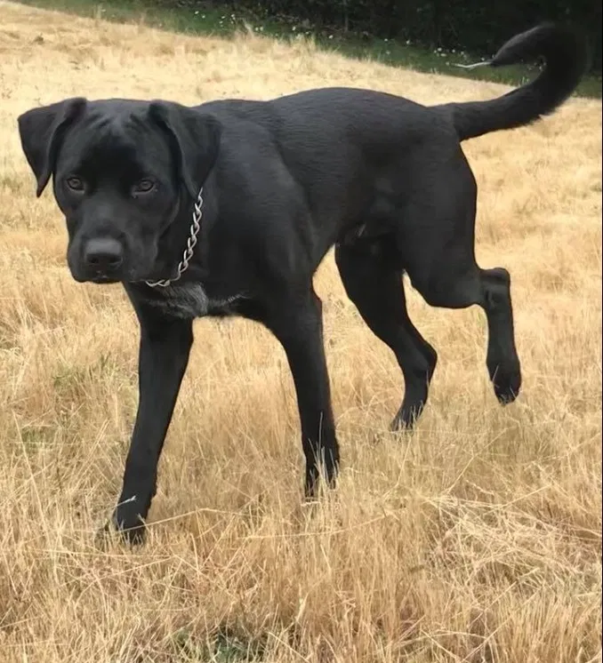 Lost dog in Hollywood, FL, 33027